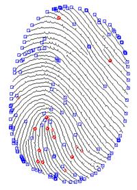 Сколько держатся следы. Алгоритм особых точек отпечаток пальца. Идентификация по отпечатку Графика.