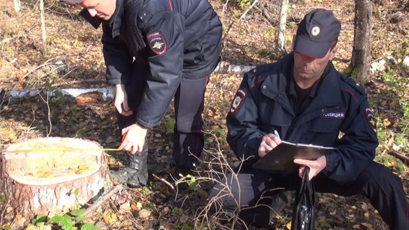 Запрет на вырубку леса